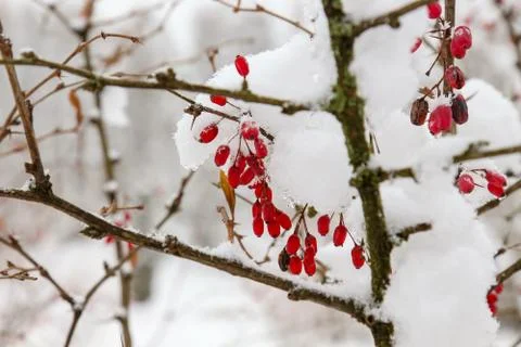 Barberries in the snow Stock Photos