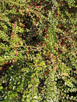 Barberry branches with red berries and green leaves background autumn Stock Photos