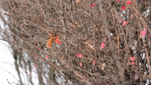 Barberry on the branches of a shrub. blowing wind in the Park Stock Footage 101756100