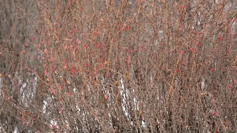 Barberry on the branches of a shrub. blowing wind in the Park Stock Footage 101756206