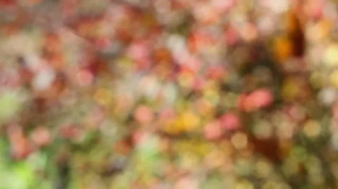Barberry  bush 5083 HD Stock Footage 32163781
