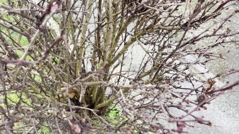 Barberry bush in process of blooming, branches with spines and buds, nature Stock Footage 344648047