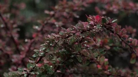 Barberry bushe in the rain. Raindrops on the reddish leaves of the barberry. Stock Footage 255617042