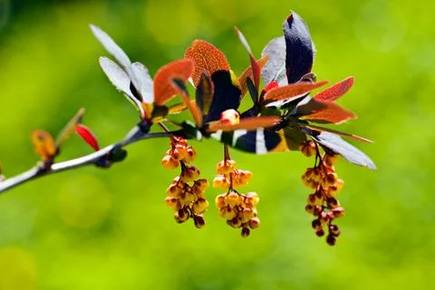 Barberry flower Free Stock Photos