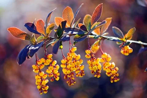 Barberry flower Free Stock Photos