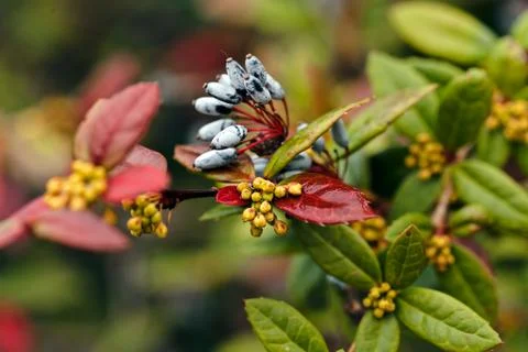 Barberry flower Free Stock Photos