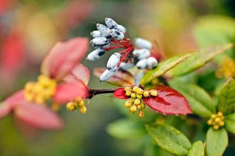 Barberry flower Free Stock Photos