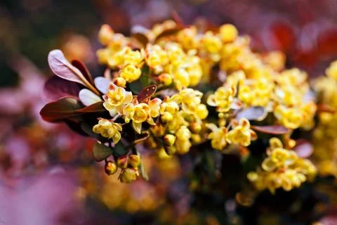 Barberry flower Free Stock Photos