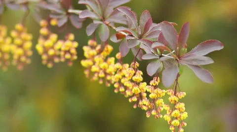 Barberry Stock Footage 10970830