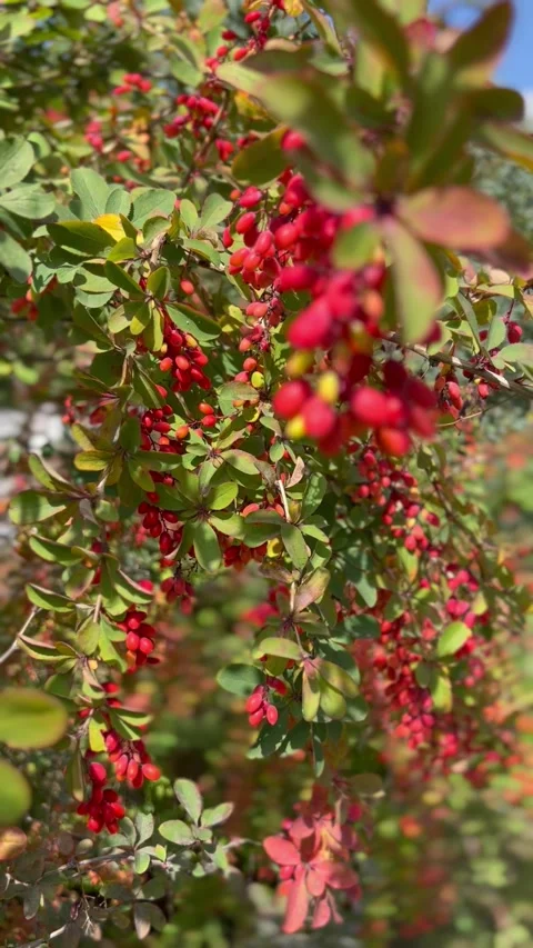 Barberry Vidéo 282383051