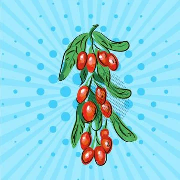 Barberry with green leaf on blue background.Vector illustration of hand drawn on Stock Illustration