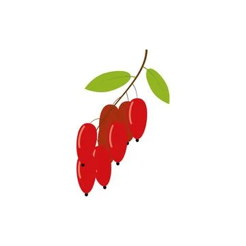Barberry icon cartoon vector. Fruit goji. Healthy food Stock Illustration