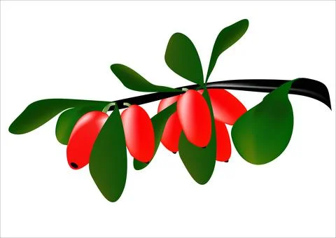 Barberry Stock Illustration
