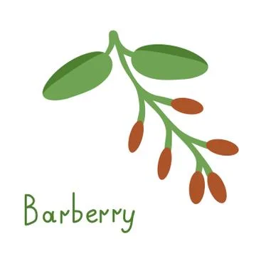 Barberry isolated branch Stock Illustration