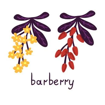 Barberry isolated elements Stock Illustration