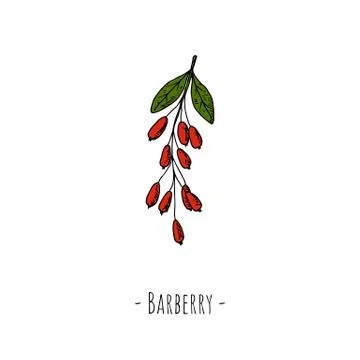 Barberry. Isolated object on white. Vector illustration. Stock Illustration