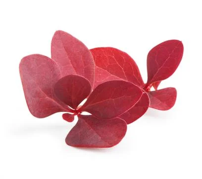 Barberry leaf isolated Foto stock