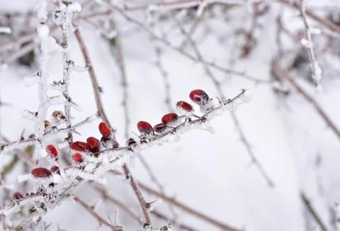 Barberry Stock Photos