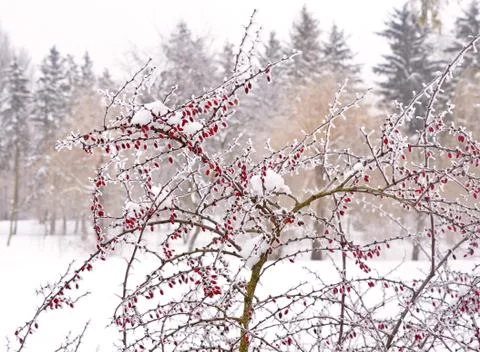 Barberry Stock Photos