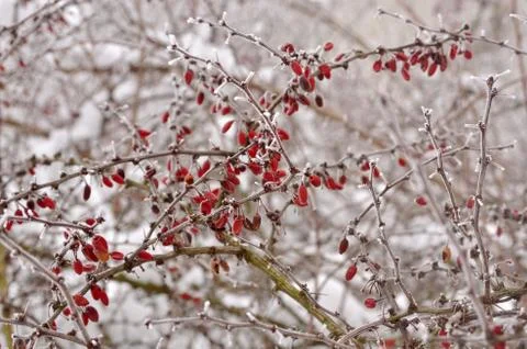 Barberry Stock Photos