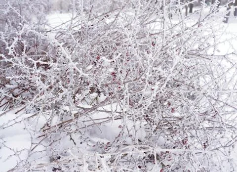 Barberry Foto stock