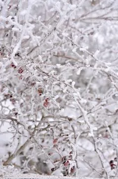 Barberry Stock Photos