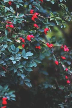 Barberry Stock Photos