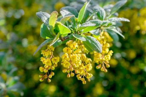 Barberry Stock Photos