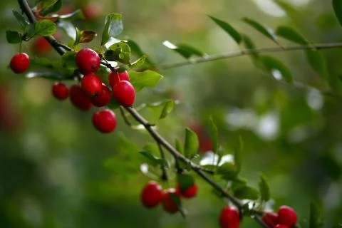 Barberry Stock Photos