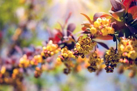 Barberry 스톡 사진