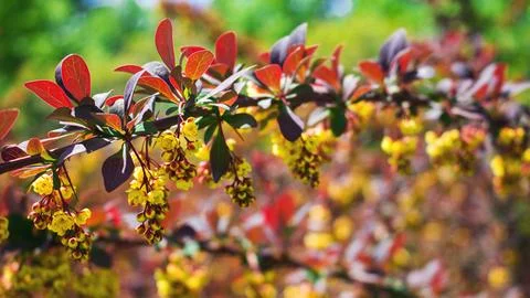 Barberry 스톡 사진