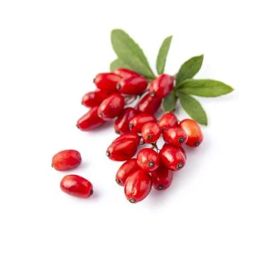 Barberry Stock Photos
