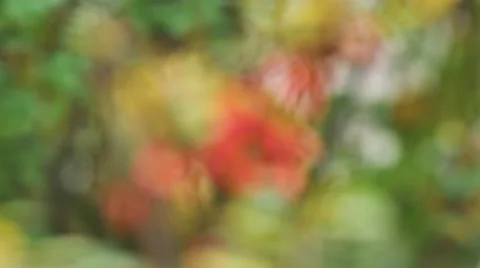 Barberry red berries on a green background sliding focus 動画素材 68068159