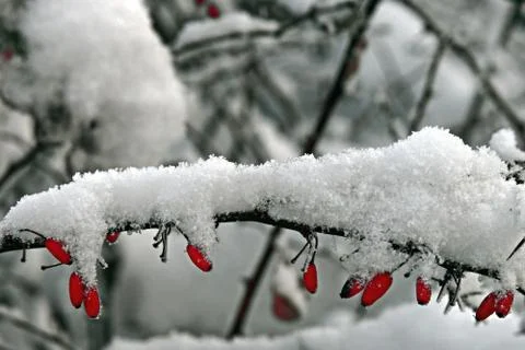 Barberry in snow Stock Photos