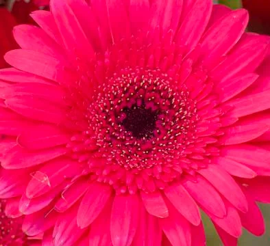 Barberton daisy Foto stock