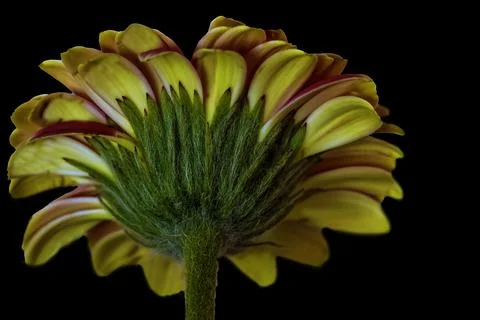 A Barberton daisy Stock-Fotos