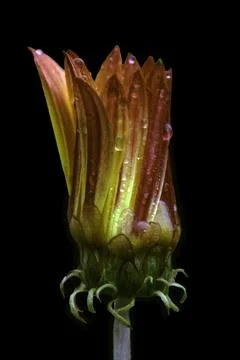 A Barberton daisy Foto stock