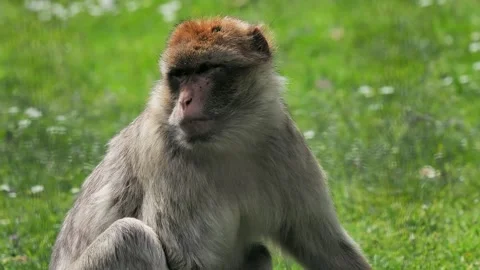 Barbery macaque rests in lush green grass while enjoying a sunny afternoon ou Stock Footage 295992209