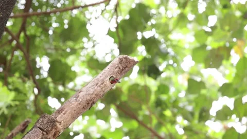 Barbet coppersmith 2 Vidéo 160958436