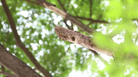 Barbet coppersmith Vidéo 160957450