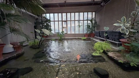 Barbican Conservatory fish pond Video stock 292884173