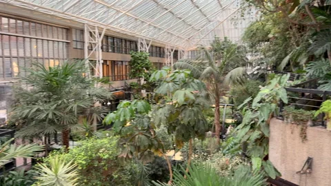 Barbican Conservatory interior overview Video stock 292884757