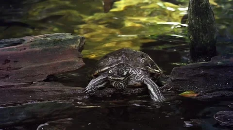Barbour's Map Turtle struggles to climb onto &amp; bask on a log in Florida, USA Stock Footage 46496532