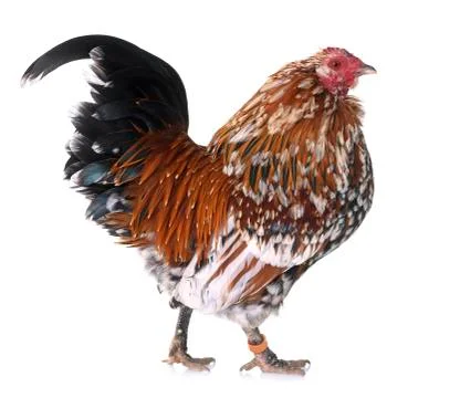 Barbu d'Anvers rooster Stock Photos