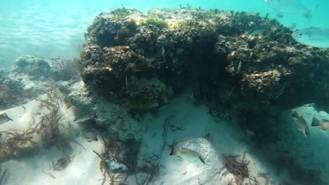 Barbuda Underwater Stock Footage 255508334