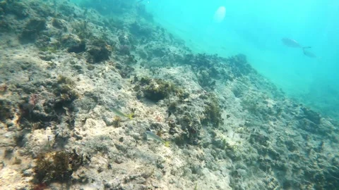 Barbuda Underwater Stock Footage 255510103