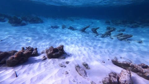 Barbuda Underwater Stingray Stock Footage 255510788