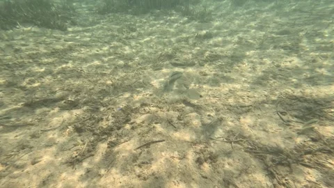 Barbun Stock Footage 332645744