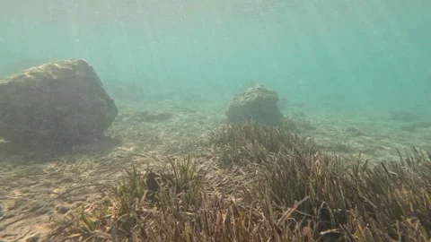 Barbun1 Stock Footage 332645985