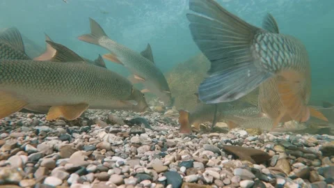Barbus chub feeding02 Stock Footage 146280625